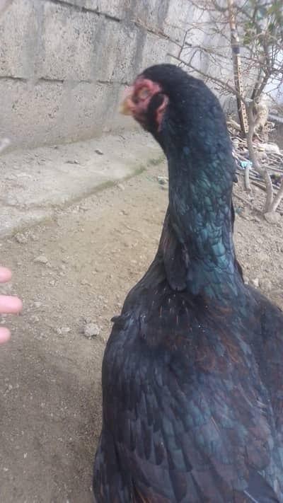 3 madeya available for sale he