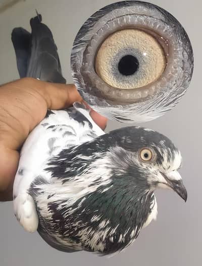 kabli kabutar Hi quality  pair b mil jaenge sub Sat dene Hai