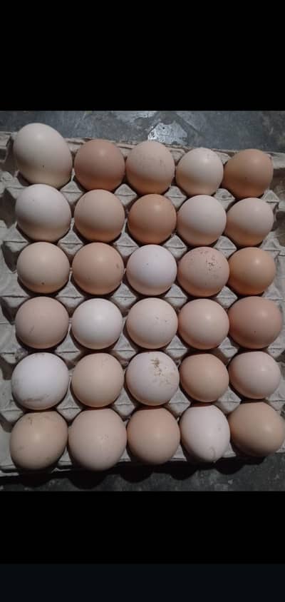 Desi Misri Fresh Eggs