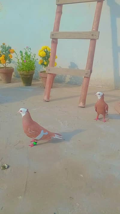 Two pairs of pigions for sale