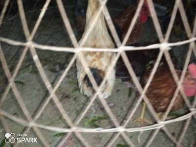 cocktail ,Lutino,fisher,Measri murgay