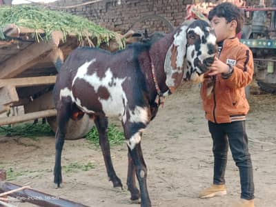 breedar Bakra Nagra daba fresh 2dant