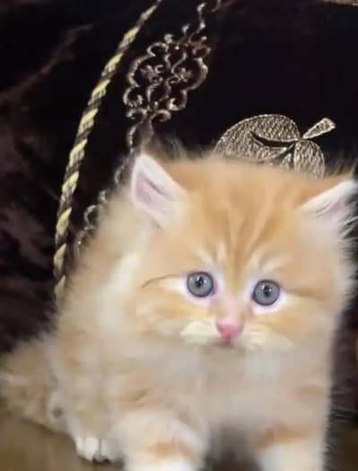 Persian Cats & Kittens for Sale may WhatsApp 03493839133