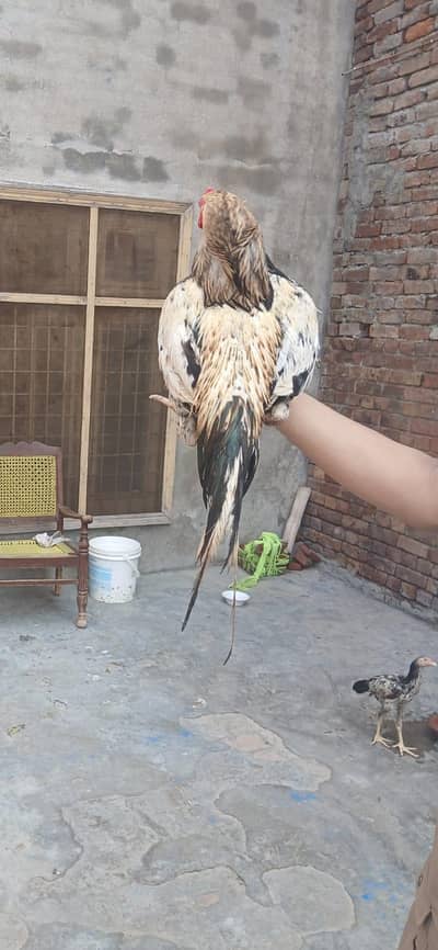 best aseel breeder Java