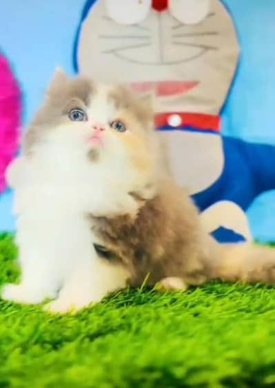 Persian Cats & Kittens for Sale may WhatsApp 03493839133