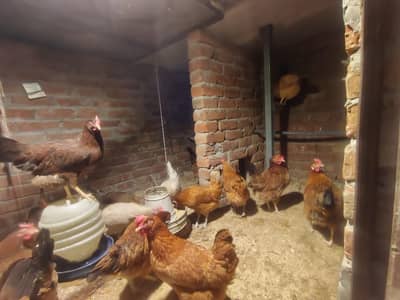 Missri hens egg lying for sale