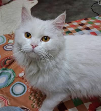 white colour good loving sweet percent