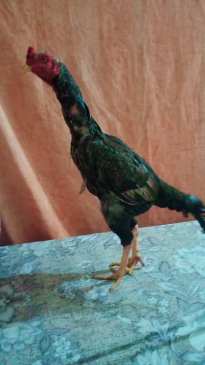 Aseel Madi para Murgya