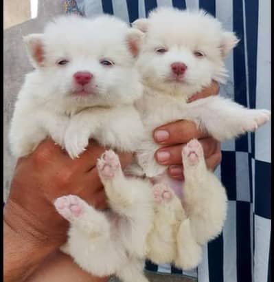 Russian puppies 03111968618