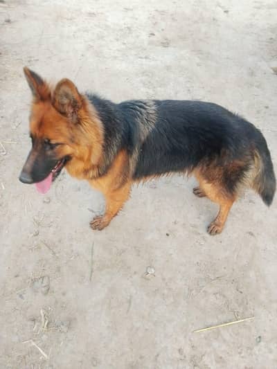 German shepherd female long coated