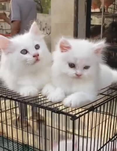 Persian Cats & Kittens for Sale may WhatsApp 03493839133