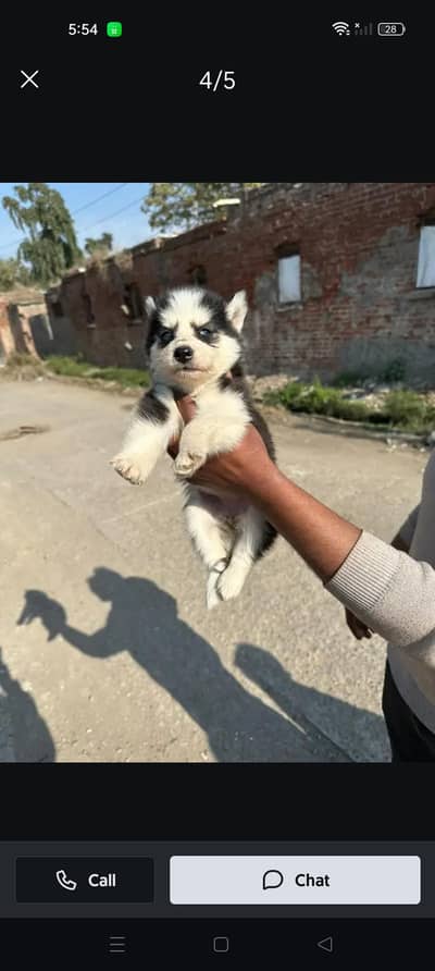 Husky puppie for sale