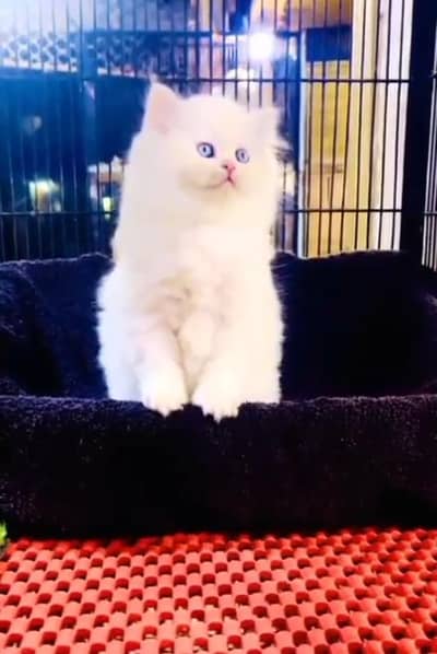 Persian Cats & Kittens for Sale may WhatsApp 03493839133