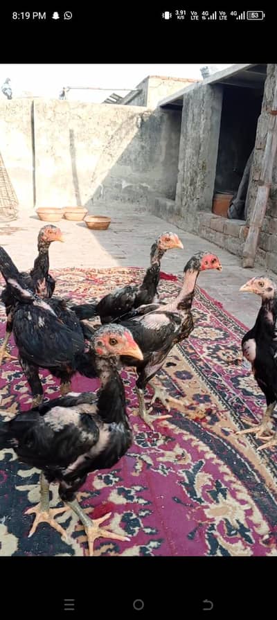 Aseel high quality pkaoye chicks