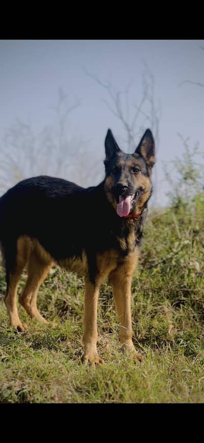 german single kott female