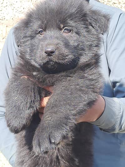 Black long hair female  pups|gsd|black shepherd|quality