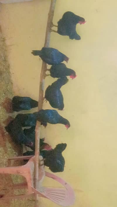 astarlob for sall price 2000 par pess