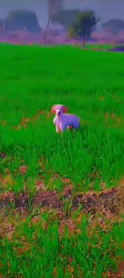 hubsurat English pointer dog