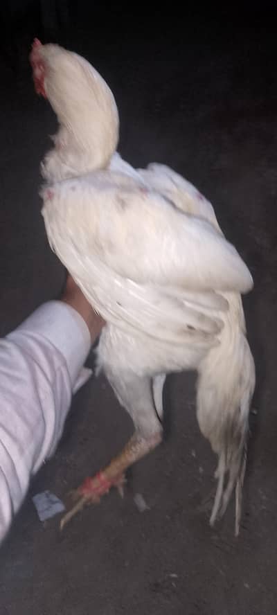 high quality and good hight