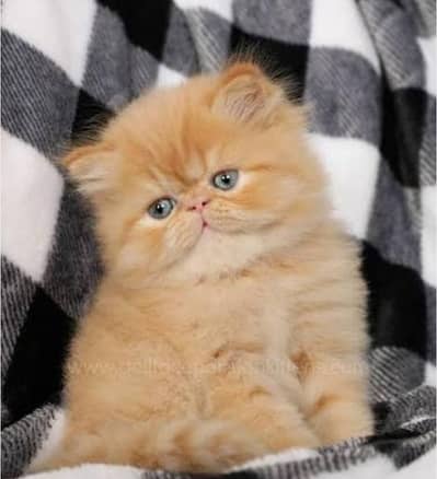 Persian Cat for sale my WhatsApp number 03457084434