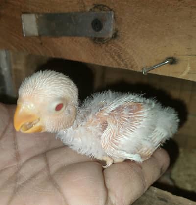 Hand Tam chicks + Parblue male & Creamino female
