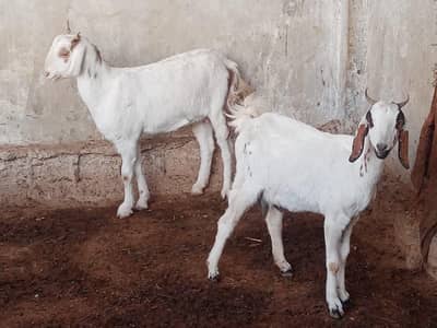 2 high-quality goats available for sale.