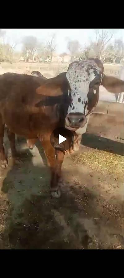 pure cholistani vehr first timer