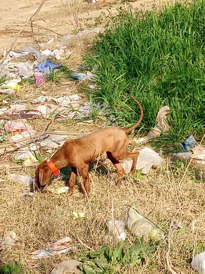 pointer original  female chaskay wlay sb dur rahy shakar pr lagi huai