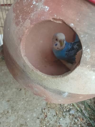 female budgie birds healthy and active