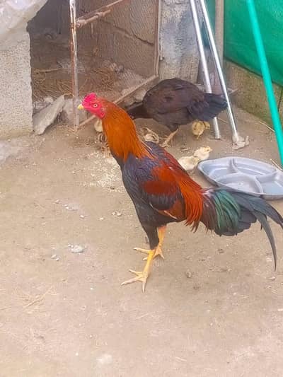 aseel murga lakha for sale