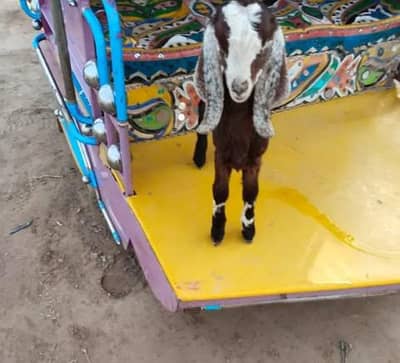 Lyallpuri cross ablak bacha