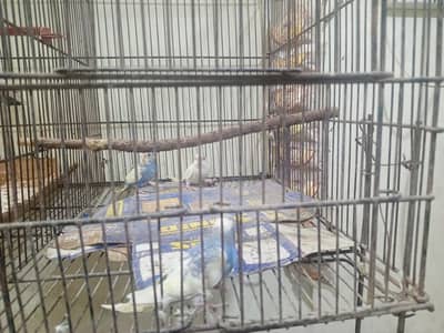 Australian parrots kids 3 for sale