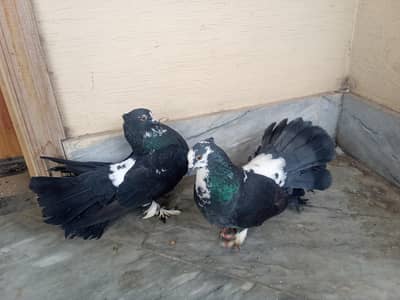 Black & White Fancy luky Pigeon Pair
