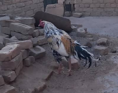aseel cheena and chicks for sale