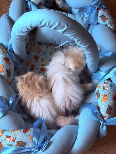 Peki kittens/ cfa bloodline / pure peki /more than triple coated