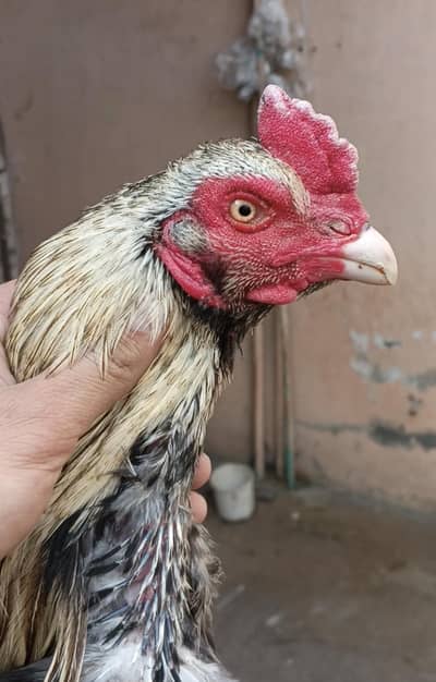 Thai jawa path 0/3/20/44/65/006