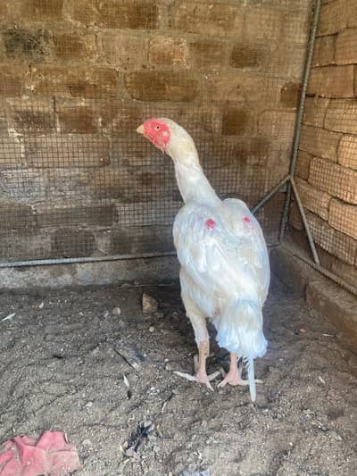 paper white aseel madi