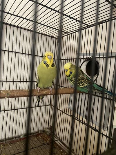 Exhibition and Hogoromo pairs