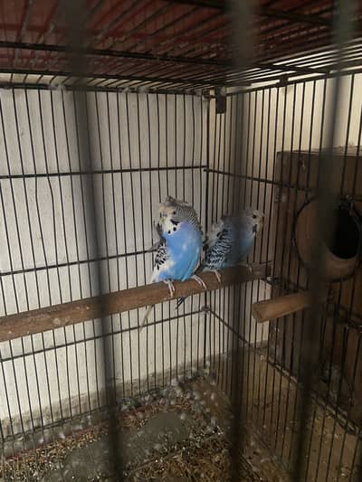 Hogoromo breeder pair