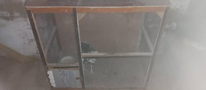 chena color, aseel patha with wooden Cage