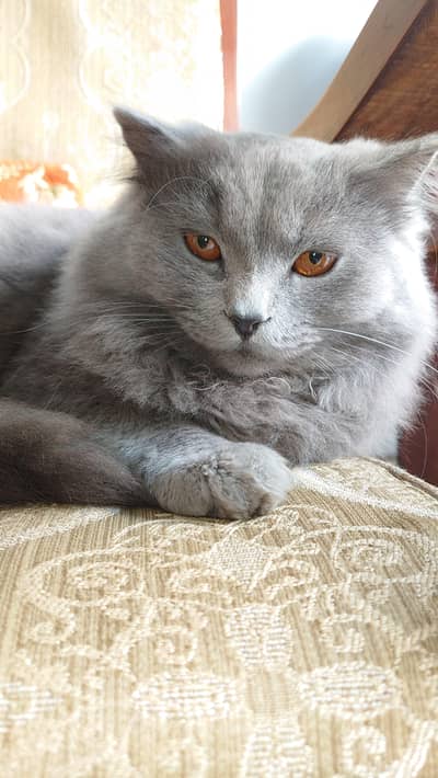 Persian Cat Male & Female For sale