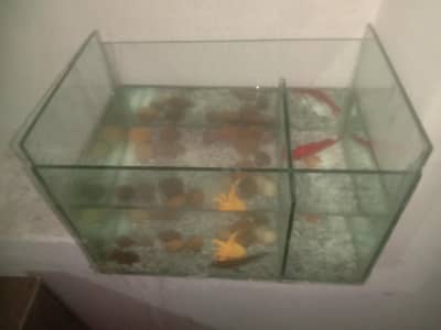 aquarium for sale ha Baki All okay urgently sale