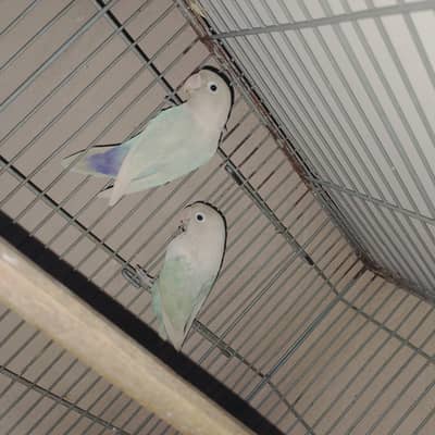 Parrots sale