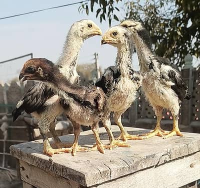 shamo aseel chicks
