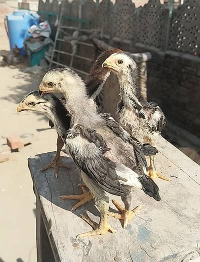 shamo aseel chicks