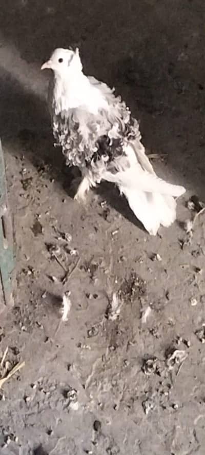 silver saddle frill black