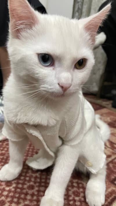 persian cate