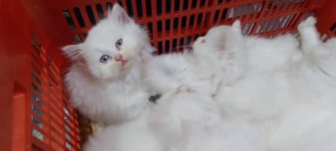 Blue eyes kittens