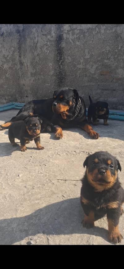 Rottweiler puppies up for new home