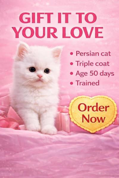 cash on delivery high quality fluffy kitten looking for new home 